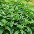 Мята ментоловая