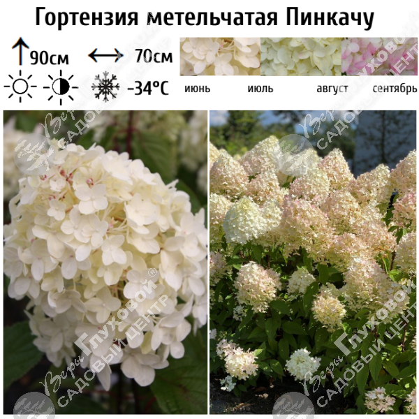 Гортензия метельчатая "Пинкачу" на фото