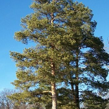 Основное изображение товара