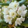 Рододендрон гибридный (Rhododendron hybriden) 'Nikodemus' 40-50 С15 ПЧ/26