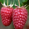 Малина Рубиновое ожерелье (ремонтантный сорт)