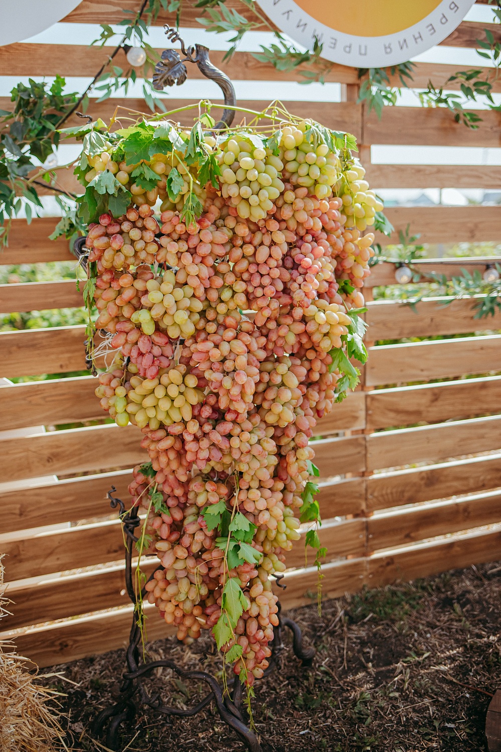 Приглашаем жителей Самары на ДЕНЬ ВИНОГРАДА