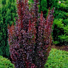 Барбарис Тунберга Хелмонд Пиллар - Berberis thunbergii Helmond Pillar