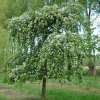 Яблоня (Malus) Ред Джед 200-250 С35 РСав/25
