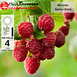 Малина 