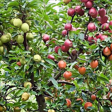 Основное изображение товара