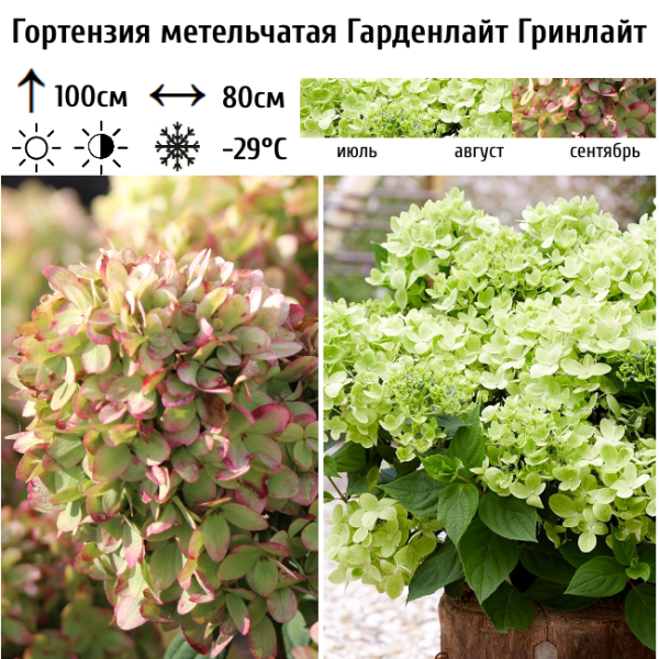 Основное изображение товара