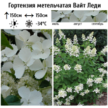 Основное изображение товара