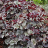 Гейхера (Heuchera) Нозерн Экспоуже Сильвер С2 СП/25