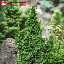 Основное изображение товара