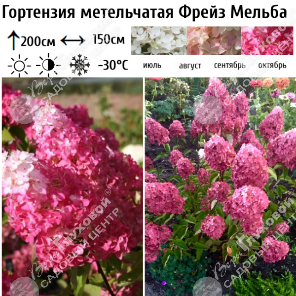 Гортензия метельчатая "Фрейз Мельба" на фото