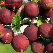 Основное изображение товара