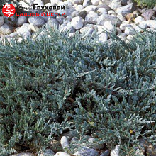 Основное изображение товара