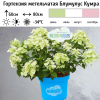 Гортензия метельчатая (Hydrangea paniculata) Блумулус Кумра Р12 НСх/26