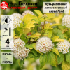 Пузыреплодник калинолистный (Physocarpus opulifolius) Ангел Голд  С3 СП/24