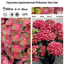 Основное изображение товара