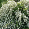 Спирея Вангутта (Spiraea vanhouttei) d100-125 WRB70 ком/сетка СП/25