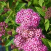 Спирея японская (Spiraea japonica) Дабл Плей Артист 30-40 С5 ГЕ/26