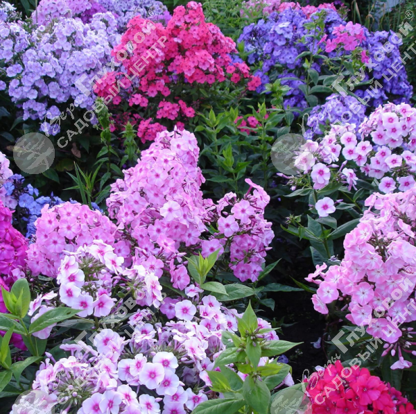 Флокс метельчатый "Флейм микс" на фото