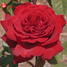 Основное изображение товара