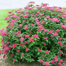 Основное изображение товара