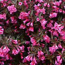 Основное изображение товара