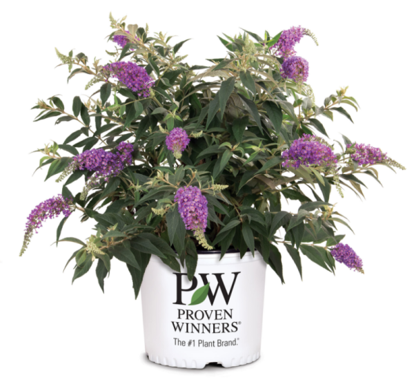 Основное изображение товара