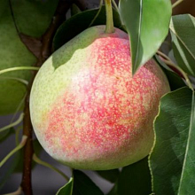 Рисунок 38.jpg