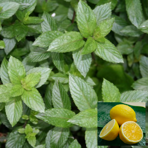 Основное изображение товара