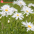 Нивяник великолепный 