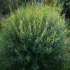 Ива пурпурная (Salix purpurea) Нана   С3 СП/24