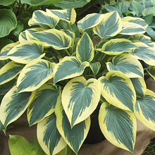 Основное изображение товара