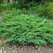 Можжевельник горизонтальный 