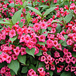 Вейгела 